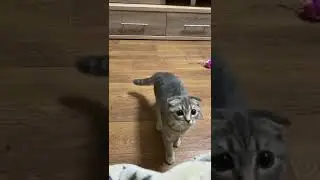 Funny jumping cat. Follow me