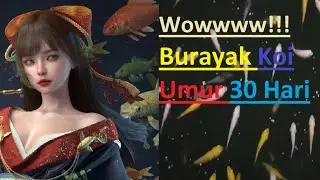 Gila!!! Banyak Bener!!!! Update Anakan Koi Umur 30 Hari - Burayak Koi Umuran 1 Bulan