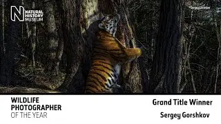 Behind the lens:Sergey Gorshkov | Wildlife Photographer of the Year