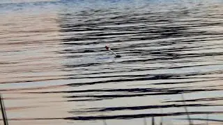 Fishing in June 2022. Crucian carp on a float!! Crazy fish bite on the river.