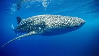 Самые огромные рыбы. Most large fish.
