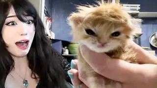 Emiru Reacts to Cats with nothing to lose