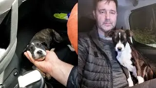 Маленький бездомный щенок бегал по дороге. История щенка Джессики