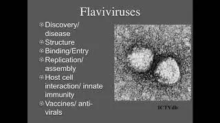 Vir_S19 Lecture13 - Coronaviruses