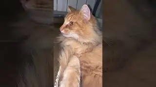 Para que quiere una cama teniendo una caja 😹 #gatos #cat #catlover #gato #simba #sigueme