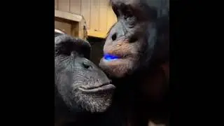 дабстеп манки) #meme