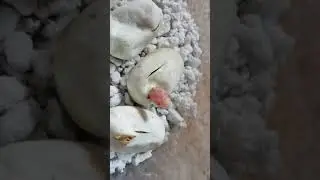 Baby corn snakes hatching