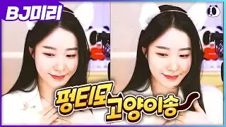 [팬더티비] 핫클립 vol.28 - 펑티모 고양이송 한국어 学猫叫 (Feng Timo) ::BJ미리