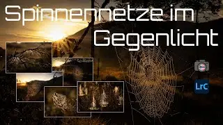 Spinnennetze im Gegenlicht