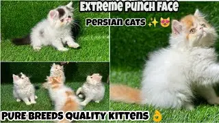 Top Quality Persian Cats Kittens In Mumbai | Extreme Punch Face Cat Kitten | WhatsApp📞6392929085