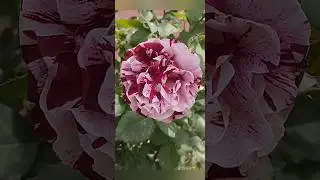 Беззащитны шипы