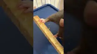 Татоша грызун необыкновенный.  