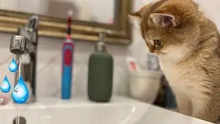😸💧Котенок впервые видит воду