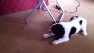 Ilexir puppies - Nimh playing with a ball