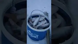 отличная раздача