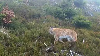 Volovské vrchy zima 2023, fotopasca Suntek hc900
