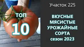 Лучшие сорта вкусных, мясистых, урожайных томатов.  Посадите, не пожалеете! Проверено на грядке!