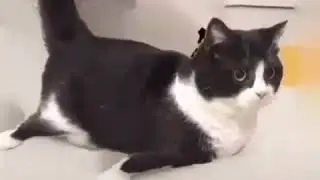 обдолбаный кот ломает законы физики.mp4