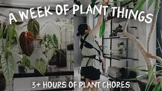 a week of plant things - end of summer plant room mini makeover