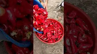 Biber 🌶️🌶️ Salçası Yapımı 🌶️
