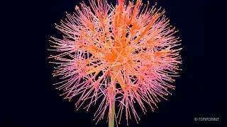 Scadoxus Time-lapse