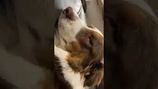 SCARY DOG DREAM #funny #cute #fail #dog #shepherd #puppy #trending #funny #guarddog #family #shorts