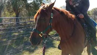 Horsing around Ranch and Riding Academy.