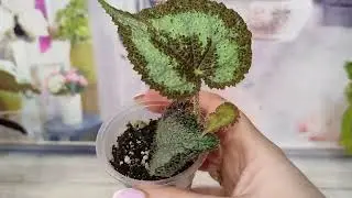 Дополнительный список бегоний и комнатных растений.