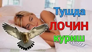 Тушда ЛОЧИН куриш туш таьбири || Tushda LOCHIN ko'rish tush tabiri