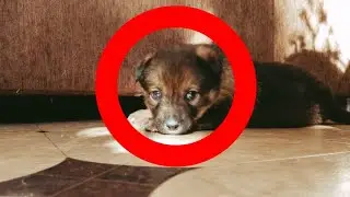 They wanted to get rid of the puppy. Just look what they did to him.