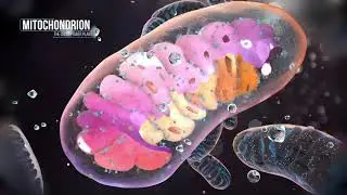 Mithochondrion
