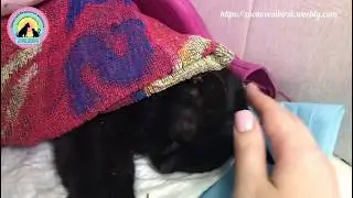 Странная находка  кошка в коме с землей во рту и бритым животом help the cat