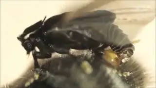 Traumatic insemination and female counter-adaptation in Strepsiptera (Insecta)