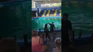 Дельфинарий Лоо , Выступление Морских Котиков 