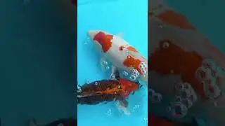Японские карпы КОИ готовятся к нересту - Сидландия - семена и саженцы с пересылкой по  стране