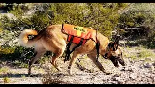 Dogs Rescue #trendingshorts #dailyvlog #dogsrescued  #nehrunagar #trending #trend #holi #rescuedog