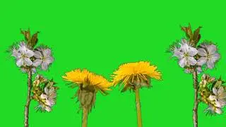 flowers🌸🌺🌻🌹🌷🌼💐 amazing animation green screen🟢 video🎥