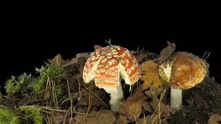 Time Lapse of Growing Fly Agaric Amanita - No copyright