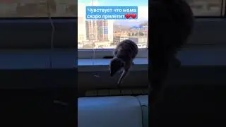 Моня ждёт маму
