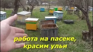 Работа на пасеке. Пересадили пчёл. Красим ульи.