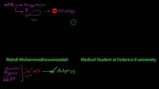 ماکرواتوفاژی-macroautophagy- مراحل