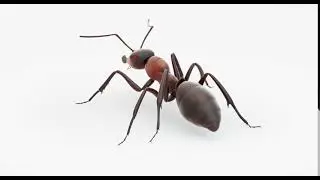 Animated Ant 3D model