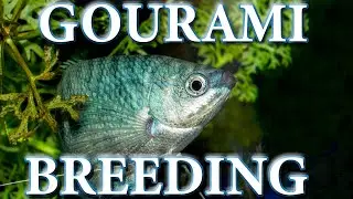 HOW I BRED GOURAMIS (OPALINE)