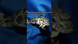 Feeding a baby Easter Rat Snake