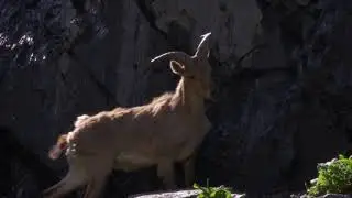 Wild Dagestan