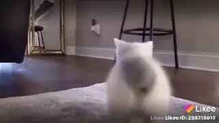 бешеный котик танцует как пьяный