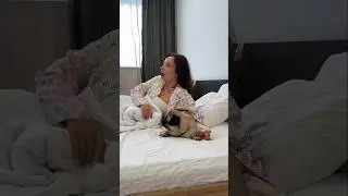 КОГО ИЗ СОБАК ВЫБЕРЕТ ЛЕРА?😱 #dog #pug #cute #weimaraner