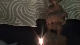 Авторский ритуал Инги Хосроевой. Хаваруну - денежный идол...для всех.