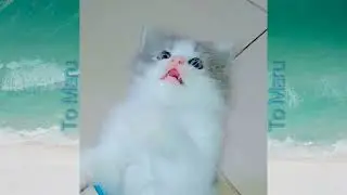 Meong Si Kucing Lucu : Funny Cats and Kittens Cute