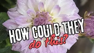 Coseytown and Santa Cruz DAHLIA CONTROVERSY!